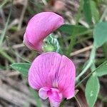 Lathyrus sylvestris ফুল