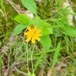 Krigia virginica Flower