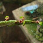 Bulbophyllum calyptratum Kwiat