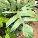 Philodendron pedatum Leaf