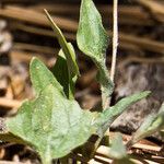 Viola purpurea 葉