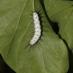 Passiflora platyloba Blad