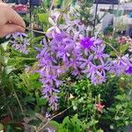 Petrea volubilis Flower