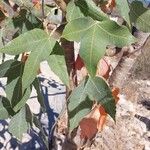 Jatropha mahafalensis Leaf