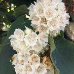 Dombeya burgessiae Цвят
