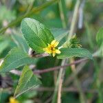 Synedrella nodiflora Kvet