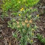 Centaurea melitensis Flor