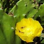 Opuntia humifusa Flor