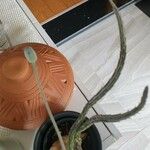 Cereus spegazzinii Leaf