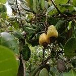 Anacardium occidentale पत्ता