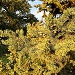 Cupressus goveniana Leaf