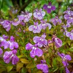 Lobelia erinusŽiedas