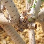 Portulacaria namaquensis Bark