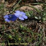 Linum leonii फूल