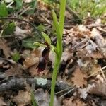 Ophrys insectifera 花