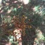 Heteropterys oberdanii Flor