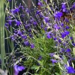 Salvia chamaedryoides Fleur