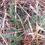Erica tetralix Hoja