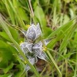 Chloraea magellanica Çiçek