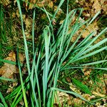 Narcissus poeticus Leaf