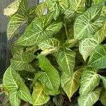 Syngonium angustatum Blatt