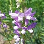 Galega officinalis Blüte