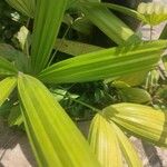 Rhapis excelsa Hostoa