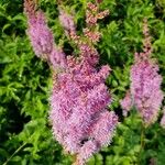 Astilbe japonica Fiore