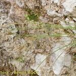 Carex brachystachys Muu