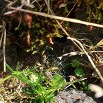 Sagina procumbens പുഷ്പം