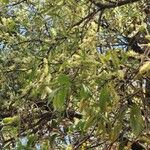 Combretum molle Flower