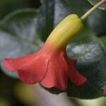 Rhododendron christi Flower