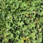 Alchemilla monticola List