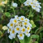 Lantana canescens Цвят