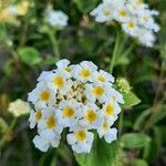 Lantana canescens 花