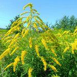 Solidago canadensis Flor