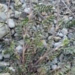 Onobrychis caput-galli Likasa