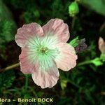 Erodium rodiei 花