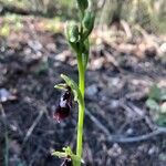 Ophrys insectifera Flor