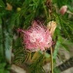 Calliandra surinamensisফুল