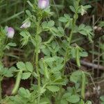 Ononis laxiflora Habit