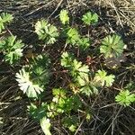 Geranium carolinianum Φύλλο