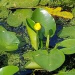 Nuphar lutea Levél