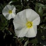 Convolvulus cneorum Blüte