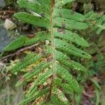 Polypodium interjectum ഇല