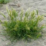 Hordeum marinum 整株植物