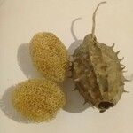 Luffa operculata Fruto