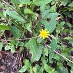Corchorus hirtus പുഷ്പം