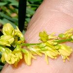 Trigonella officinalis Blüte
