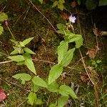 Epilobium montanumLeaf